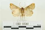 中文名:紅暈散紋夜蛾(1282-10582)學名:Callopistria repleta Walker, 1858(1282-10582)