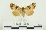 中文名:紅暈散紋夜蛾(1282-10582)學名:Callopistria repleta Walker, 1858(1282-10582)