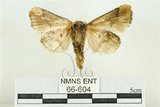 中文名:臺灣斑蕊夜蛾(66-604)學名:Cymatophoropsis formosana (Matsumura, 1927)(66-604)