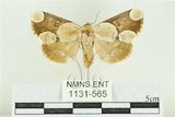 中文名:臺灣斑蕊夜蛾(1131-565)學名:Cymatophoropsis formosana (Matsumura, 1927)(1131-565)