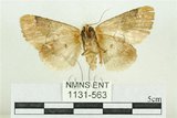 中文名:臺灣斑蕊夜蛾(1131-563)學名:Cymatophoropsis formosana (Matsumura, 1927)(1131-563)