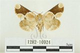 中文名:臺灣斑蕊夜蛾(1282-10924)學名:Cymatophoropsis formosana (Matsumura, 1927)(1282-10924)