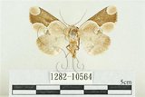 中文名:臺灣斑蕊夜蛾(1282-10564)學名:Cymatophoropsis formosana (Matsumura, 1927)(1282-10564)