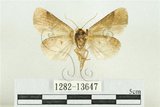 中文名:臺灣斑蕊夜蛾(1282-13647)學名:Cymatophoropsis formosana (Matsumura, 1927)(1282-13647)