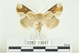 中文名:臺灣斑蕊夜蛾(1282-13647)學名:Cymatophoropsis formosana (Matsumura, 1927)(1282-13647)