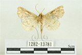 中文名:紅暈散紋夜蛾(1282-13781)學名:Callopistria repleta Walker, 1858(1282-13781)