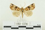 中文名:紅暈散紋夜蛾(1282-13781)學名:Callopistria repleta Walker, 1858(1282-13781)