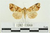 中文名:紅暈散紋夜蛾(1282-13968)學名:Callopistria repleta Walker, 1858(1282-13968)