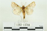 中文名:紅暈散紋夜蛾(1282-13788)學名:Callopistria repleta Walker, 1858(1282-13788)