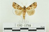 中文名:紅暈散紋夜蛾(1282-13788)學名:Callopistria repleta Walker, 1858(1282-13788)