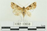 中文名:紅暈散紋夜蛾(1282-13959)學名:Callopistria repleta Walker, 1858(1282-13959)