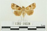 中文名:紅暈散紋夜蛾(1282-14228)學名:Callopistria repleta Walker, 1858(1282-14228)