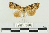 中文名:紅暈散紋夜蛾(1282-13809)學名:Callopistria repleta Walker, 1858(1282-13809)