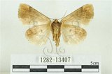 中文名:臺灣斑蕊夜蛾(1282-13407)學名:Cymatophoropsis formosana (Matsumura, 1927)(1282-13407)