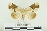 中文名:臺灣斑蕊夜蛾(1282-13407)學名:Cymatophoropsis formosana (Matsumura, 1927)(1282-13407)