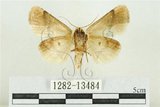 中文名:臺灣斑蕊夜蛾(1282-13484)學名:Cymatophoropsis formosana (Matsumura, 1927)(1282-13484)