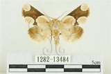 中文名:臺灣斑蕊夜蛾(1282-13484)學名:Cymatophoropsis formosana (Matsumura, 1927)(1282-13484)