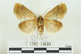 中文名:臺灣斑蕊夜蛾(1282-13600)學名:Cymatophoropsis formosana (Matsumura, 1927)(1282-13600)