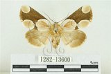 中文名:臺灣斑蕊夜蛾(1282-13600)學名:Cymatophoropsis formosana (Matsumura, 1927)(1282-13600)