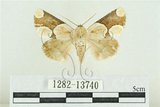 中文名:臺灣斑蕊夜蛾(1282-13740)學名:Cymatophoropsis formosana (Matsumura, 1927)(1282-13740)