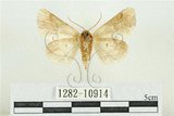 中文名:臺灣斑蕊夜蛾(1282-10914)學名:Cymatophoropsis formosana (Matsumura, 1927)(1282-10914)