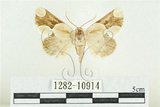 中文名:臺灣斑蕊夜蛾(1282-10914)學名:Cymatophoropsis formosana (Matsumura, 1927)(1282-10914)