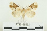 中文名:臺灣斑蕊夜蛾(1282-10561)學名:Cymatophoropsis formosana (Matsumura, 1927)(1282-10561)