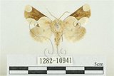 中文名:臺灣斑蕊夜蛾(1282-10941)學名:Cymatophoropsis formosana (Matsumura, 1927)(1282-10941)