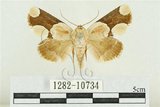 中文名:臺灣斑蕊夜蛾(1282-10734)學名:Cymatophoropsis formosana (Matsumura, 1927)(1282-10734)