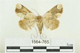 中文名:臺灣斑蕊夜蛾(1564-765)學名:Cymatophoropsis formosana (Matsumura, 1927)(1564-765)