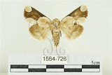 中文名:臺灣斑蕊夜蛾(1564-726)學名:Cymatophoropsis formosana (Matsumura, 1927)(1564-726)