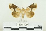 中文名:臺灣斑蕊夜蛾(1575-190)學名:Cymatophoropsis formosana (Matsumura, 1927)(1575-190)