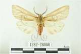 中文名:赭污燈蛾(1282-28060)學名:Eospilarctia nehallenia baibarensis (Matsumura, 1930)(1282-28060)