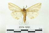 中文名:赭污燈蛾(2374-1202)學名:Eospilarctia nehallenia baibarensis (Matsumura, 1930)(2374-1202)