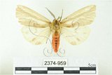 中文名:赭污燈蛾(2374-959)學名:Eospilarctia nehallenia baibarensis (Matsumura, 1930)(2374-959)