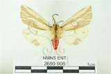 中文名:赭污燈蛾(2680-906)學名:Eospilarctia nehallenia baibarensis (Matsumura, 1930)(2680-906)