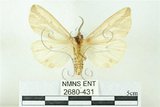 中文名:赭污燈蛾(2680-431)學名:Eospilarctia nehallenia baibarensis (Matsumura, 1930)(2680-431)