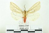 中文名:赭污燈蛾(2680-431)學名:Eospilarctia nehallenia baibarensis (Matsumura, 1930)(2680-431)