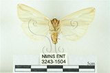 中文名:赭污燈蛾(3243-1504)學名:Eospilarctia nehallenia baibarensis (Matsumura, 1930)(3243-1504)