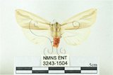 中文名:赭污燈蛾(3243-1504)學名:Eospilarctia nehallenia baibarensis (Matsumura, 1930)(3243-1504)