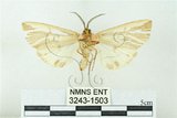 中文名:赭污燈蛾(3243-1503)學名:Eospilarctia nehallenia baibarensis (Matsumura, 1930)(3243-1503)