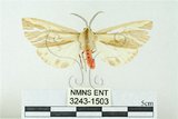 中文名:赭污燈蛾(3243-1503)學名:Eospilarctia nehallenia baibarensis (Matsumura, 1930)(3243-1503)