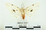 中文名:菊池污燈蛾(245-107)學名:Spilarctia kikuchii (Matsumura, 1927)(245-107)