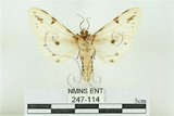 中文名:菊池污燈蛾(247-114)學名:Spilarctia kikuchii (Matsumura, 1927)(247-114)