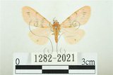 中文名:三條橙燈蛾(1282-2021)學名:Lemyra alikangensis (Strand, 1915)(1282-2021)