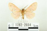 中文名:三條橙燈蛾(1282-2034)學名:Lemyra alikangensis (Strand, 1915)(1282-2034)