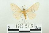 中文名:三條橙燈蛾(1282-2115)學名:Lemyra alikangensis (Strand, 1915)(1282-2115)