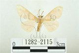 中文名:三條橙燈蛾(1282-2115)學名:Lemyra alikangensis (Strand, 1915)(1282-2115)