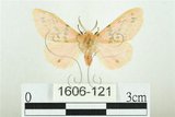 中文名:三條橙燈蛾(1606-121)學名:Lemyra alikangensis (Strand, 1915)(1606-121)