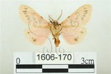中文名:三條橙燈蛾(1606-170)學名:Lemyra alikangensis (Strand, 1915)(1606-170)